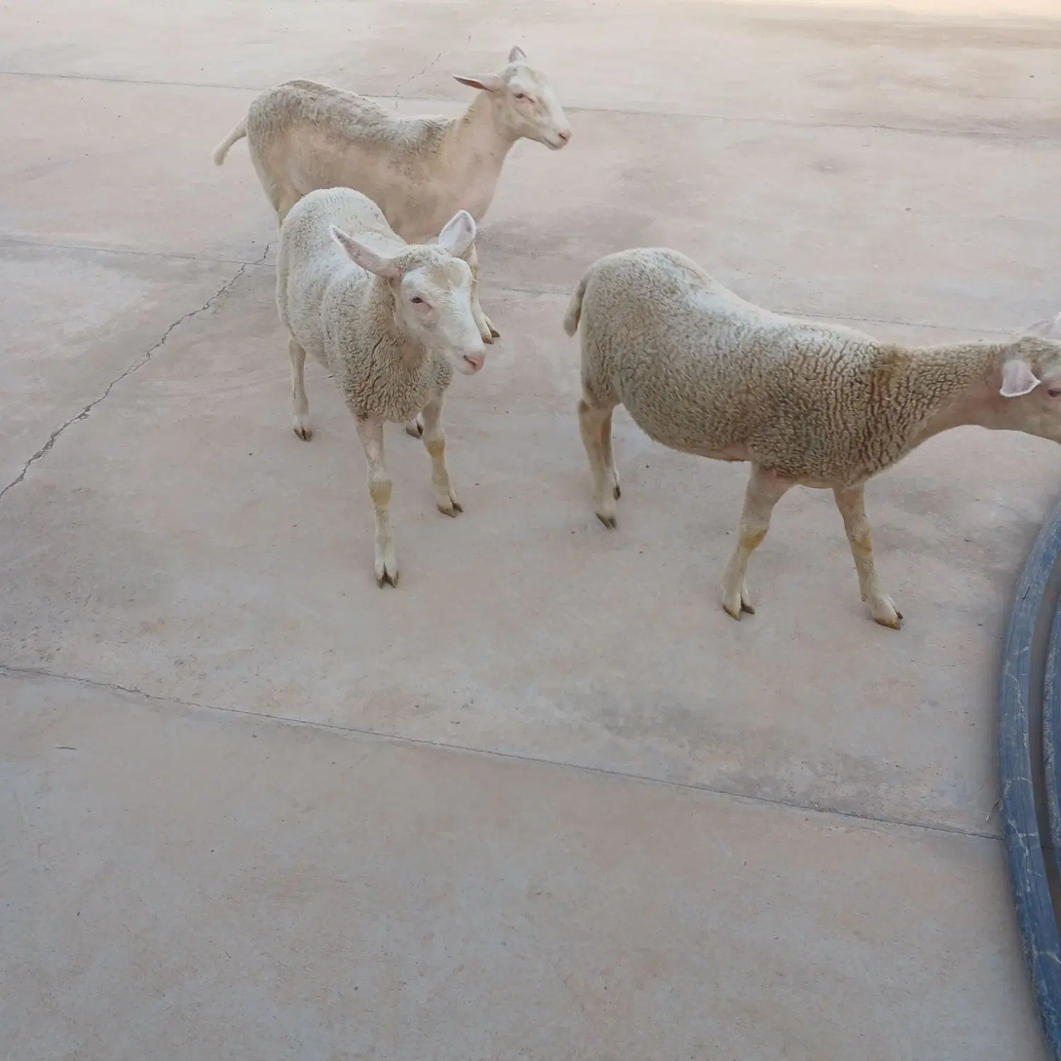 بره ماده لاکن