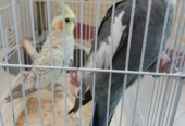 دو عدد عروس هلندی نر