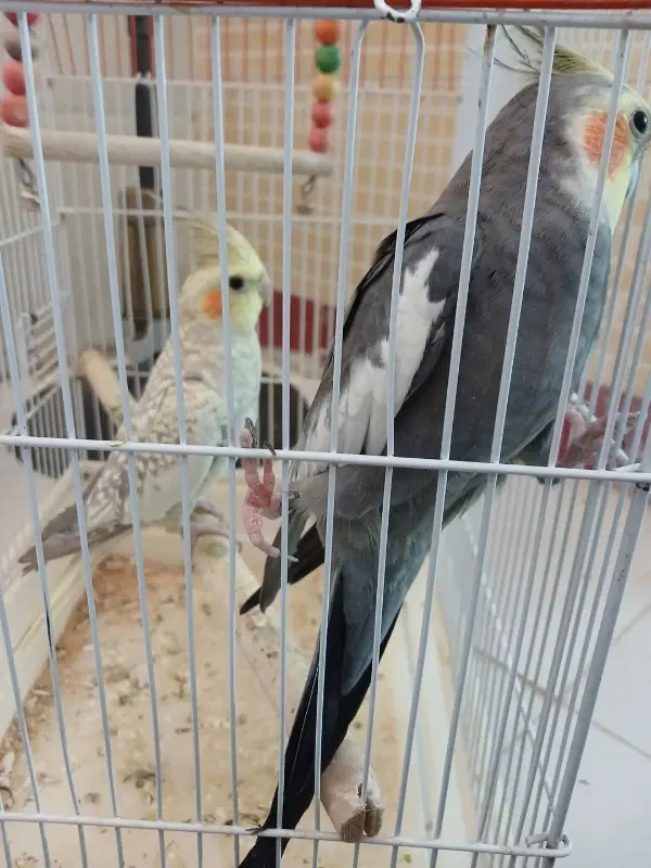 دو عدد عروس هلندی نر