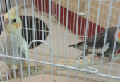 دو عدد عروس هلندی نر